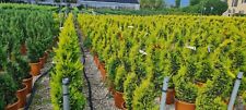 Cupressocyparis gold rider for sale  WELSHPOOL