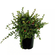 cotoneaster shrub for sale  Hialeah