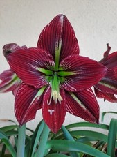 Hippeastrum pmn2 ahn2 usato  Bagnoregio