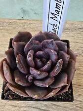 Echeveria black mamba usato  Zeccone