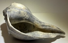 whelk for sale whelk for sale Valdese