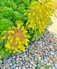 Hens chicks long for sale  La Jolla