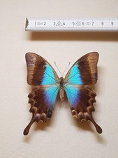 Papilio pericles weibchen gebraucht kaufen  Halle