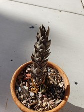 haworthia reinwardtii for sale haworthia reinwardtii for sale Las Vegas