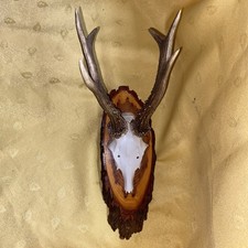 Geweih trophäe gehörn gebraucht kaufen Geweih trophäe gehörn gebraucht kaufen  Enzklösterle