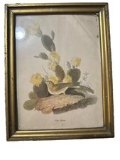 Audubon birds america for sale  Sterling