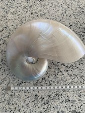 crosstrainer nautilus gebraucht kaufen  Delmenhorst