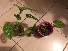 Piante diversi monstera usato  Montegrotto Terme