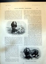 Old cocker spaniel for sale  UK