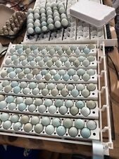 Celadon blue quail for sale  Mesquite