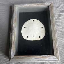 Sand dollar shadow for sale  Riverview
