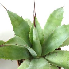 Agave schaffeltii ovatifolia usato  Napoli