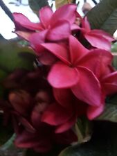 Plumeria wildfire red for sale  San Diego