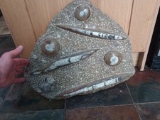Huge fossil slab. for sale  NORTHWICH