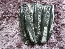 orthoceras fossils for sale orthoceras fossils for sale CREWE