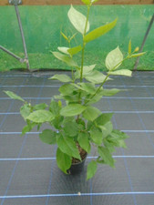Calycanthus aphrodite years for sale  TAUNTON