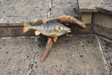 Big taxidermy perch for sale  TETBURY