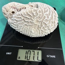 Fossilized white brain for sale  Ardmore
