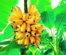 Banana tree fruit for sale  Saylorsburg