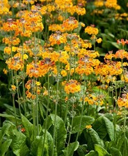 Primula bulleyana candelabra for sale  BELLSHILL