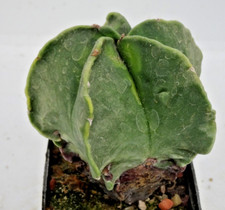 Kakteen kaktus astrophytum gebraucht kaufen  Deutschland