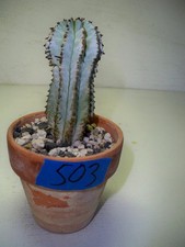 503 euphorbia polygona for sale  El Cajon