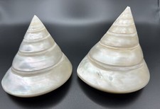 Lot niloticus trochus for sale  Hamburg