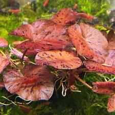Red tiger lotus for sale  LONDON