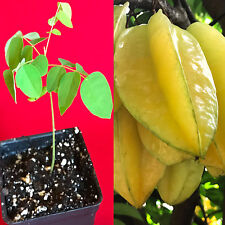 Star fruit averrhoa for sale  Jupiter