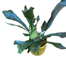 Platycerium bifurcatum stag for sale  SHEFFIELD