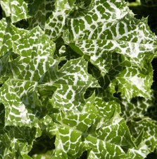Mariendistel silybum marianum gebraucht kaufen  Bad Zwischenahn
