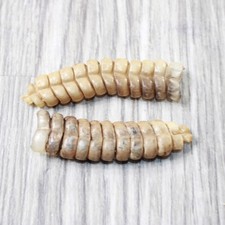 Extra large rattlesnake for sale  Parma