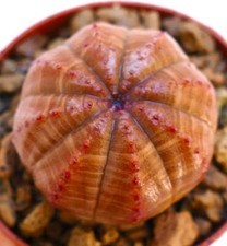 Euphorbia obesa arancione usato  Napoli