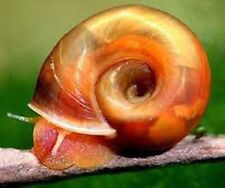 Planorbarius lumaca lumache usato  Torino