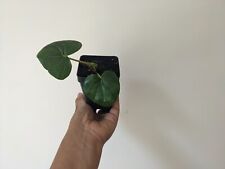 Farfugium japonica gigantea for sale  North Hampton
