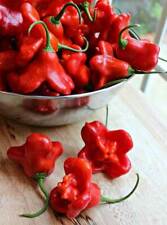 Peperoncino bishop crown usato  Italia