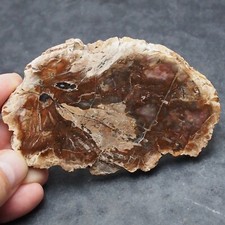 Fossil petrified wood d'occasion  Expédié en Belgium
