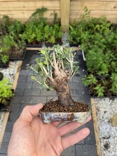 Olive mame bonsai for sale  Wallkill