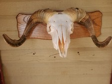 Ram scull mount for sale  Kopperl