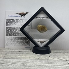 Brachylophosaur extinct hadros for sale  Davenport