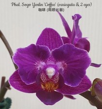 Phalaenopsis sogo yenlin gebraucht kaufen  Straubenhardt