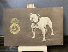 British bull dog for sale  RHYL