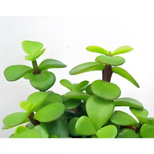 Portulacaria afra light for sale  Fort Worth
