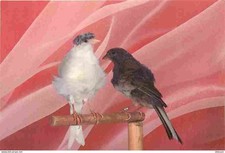 Animals birds curly d'occasion  Expédié en Belgium