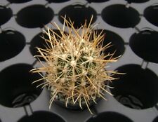 Sclerocactus brevihamatus radi usato  Spedire a Italy