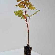 Sycamore tree cell for sale  GALASHIELS