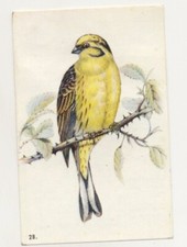Emberiza citrinella yellow d'occasion  Expédié en Belgium