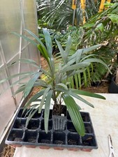 lady palm for sale lady palm for sale Port Saint Lucie