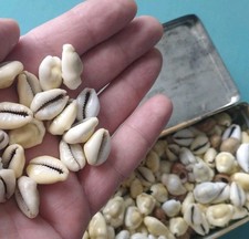 Cowrie sea shells for sale  UK
