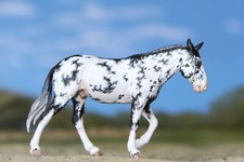Mini mule paint for sale  Folsom